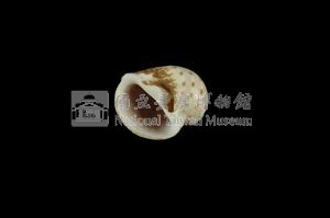 蝴蝶玉螺藏品圖，第3張