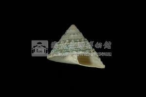 細紋鐘螺藏品圖，第3張