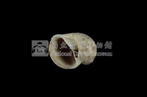 蝴蝶玉螺藏品圖，第3張