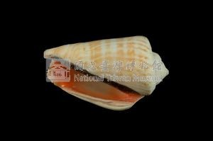 紅嬌鳳凰螺藏品圖，第3張