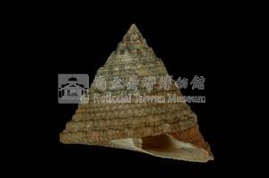 細紋鐘螺藏品圖，第3張
