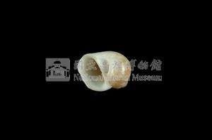 蝴蝶玉螺藏品圖，第3張
