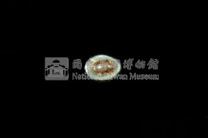 花邊青螺藏品圖，第3張
