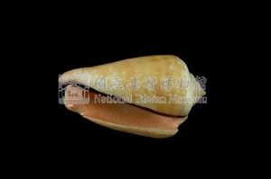 紅嬌鳳凰螺藏品圖，第3張