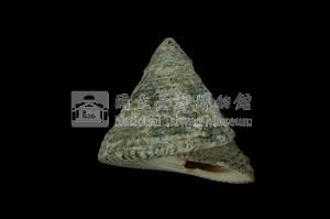 細紋鐘螺藏品圖，第3張