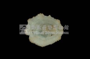星笠螺藏品圖，第3張
