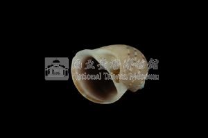 蝴蝶玉螺藏品圖，第3張