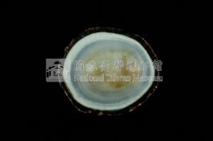 射線青螺藏品圖，第3張