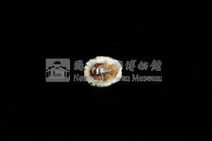 花帽青螺藏品圖，第3張