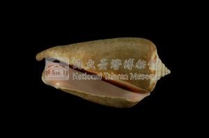 紅嬌鳳凰螺藏品圖，第3張