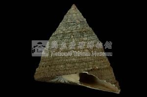 細紋鐘螺藏品圖，第3張