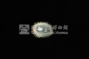 花邊青螺藏品圖，第3張
