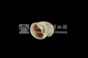 蝴蝶玉螺藏品圖，第3張