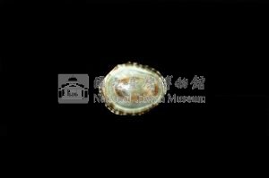 花帽青螺藏品圖，第3張