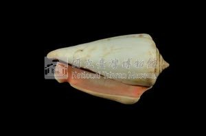 紅嬌鳳凰螺藏品圖，第3張