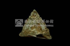 細紋鐘螺藏品圖，第3張