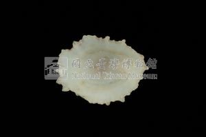 星笠螺藏品圖，第3張
