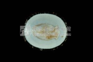 射線青螺藏品圖，第3張