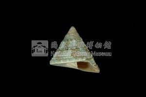 細紋鐘螺藏品圖，第3張
