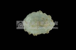 星笠螺藏品圖，第3張