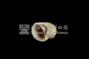 蝴蝶玉螺藏品圖，第3張