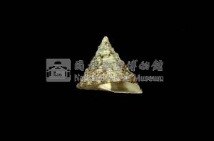 細紋鐘螺藏品圖，第3張