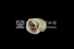 蝴蝶玉螺藏品圖，第3張