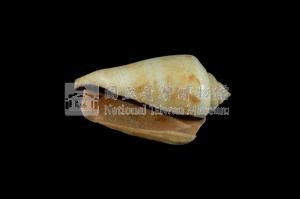紅嬌鳳凰螺藏品圖，第3張