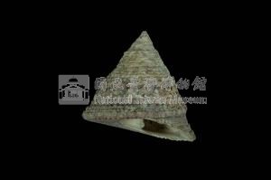 細紋鐘螺藏品圖，第3張
