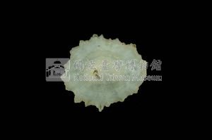 星笠螺藏品圖，第3張