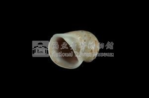 蝴蝶玉螺藏品圖，第3張