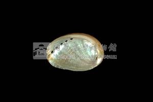 九孔螺藏品圖，第3張