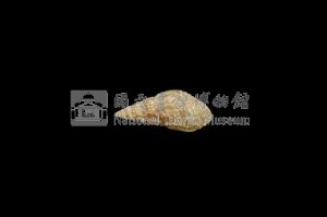 流紋蜷藏品圖，第2張