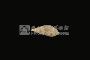 流紋蜷藏品圖，第2張