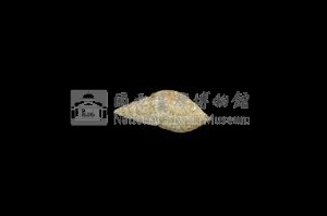 流紋蜷藏品圖，第2張