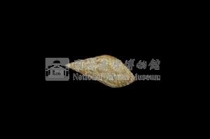 流紋蜷藏品圖，第2張