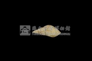 流紋蜷藏品圖，第2張