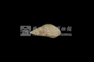 流紋蜷藏品圖，第2張