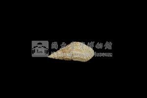 流紋蜷藏品圖，第2張