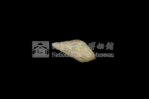 流紋蜷藏品圖，第2張