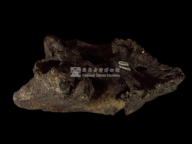 最後鬣狗頭骨化石藏品圖，第3張