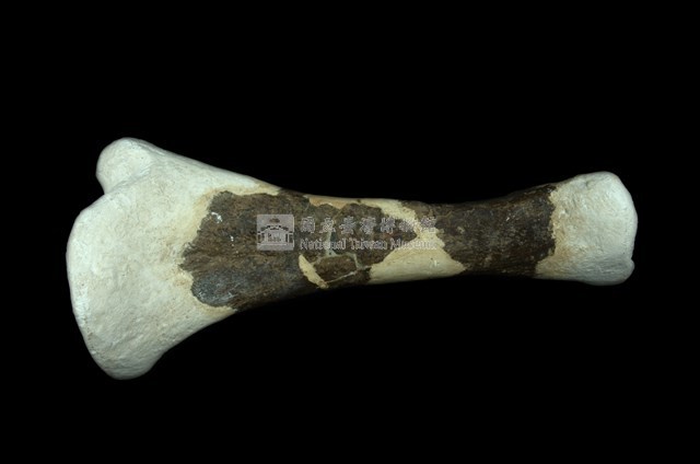 犀腿骨化石 (左後腿骨化石)藏品圖，第5張