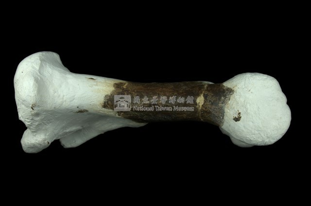 犀腿骨化石 (右前腿骨)藏品圖，第4張