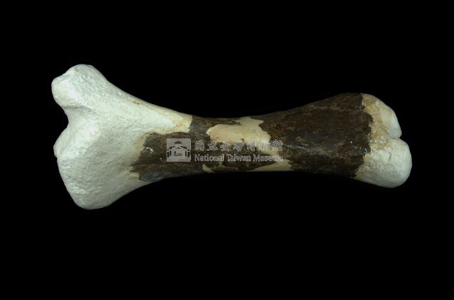 犀腿骨化石 (左後腿骨化石)藏品圖，第2張