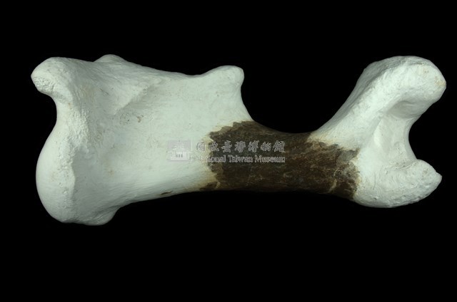 犀腿骨化石 (右前腿骨)藏品圖，第1張