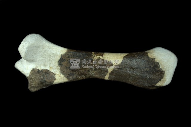 犀腿骨化石 (左後腿骨化石)藏品圖，第4張