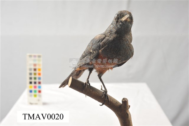 藍磯鶇藏品圖，第8張