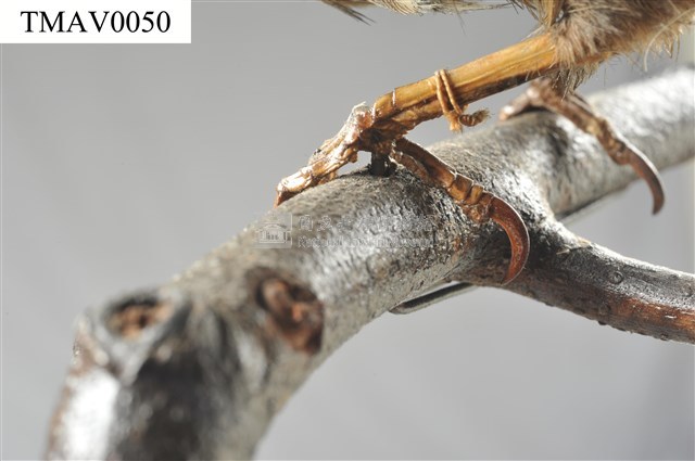 Brown-eared Bulbul Collection Image, Figure 13, Total 13 Figures