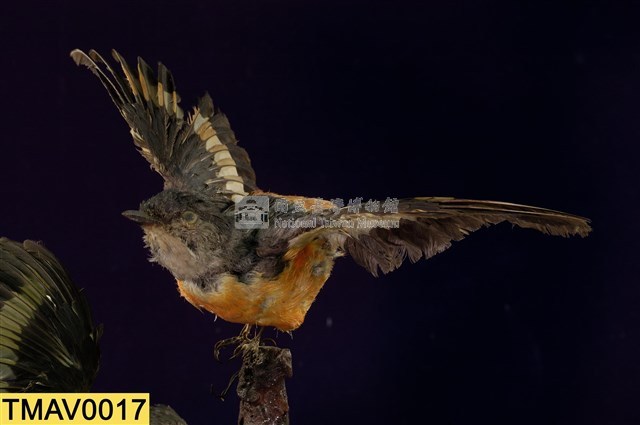 Gray-chinned Minivet Collection Image, Figure 1, Total 11 Figures