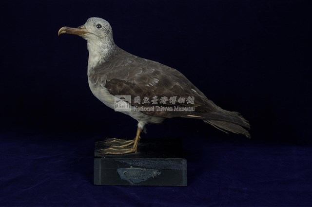 Streaked Shearwater Collection Image, Figure 9, Total 13 Figures